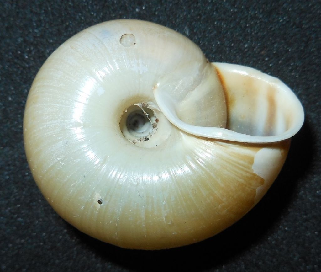 Chilostoma da identificare?